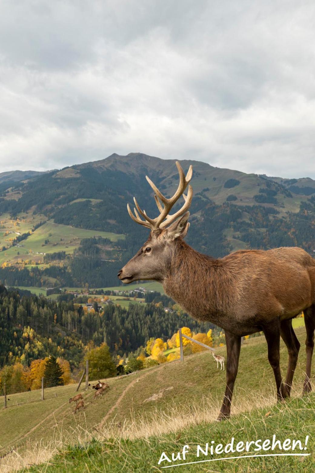Ferienwohnung Auf Niedersehen - 8 Personen - Kitzbuehler Alpen - Hoehe Tauern Np Hollersbach im Pinzgau Extérieur photo